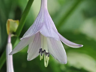 $Flowers3.webp