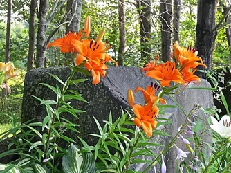 $Flowers4.webp
