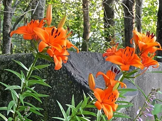 $Flowers5.webp