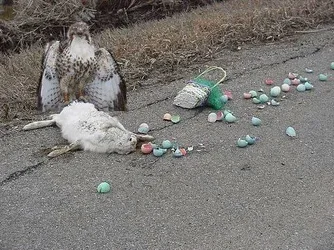 $Eagle-EasterBunny.webp