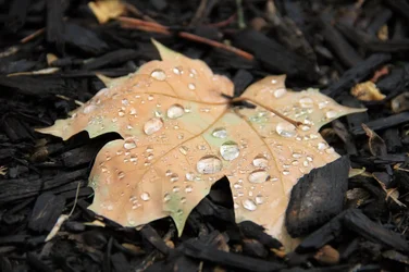 $Wet Leaf.webp
