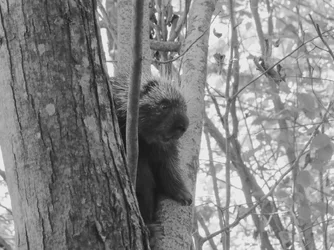 $Porcupine B&W.webp