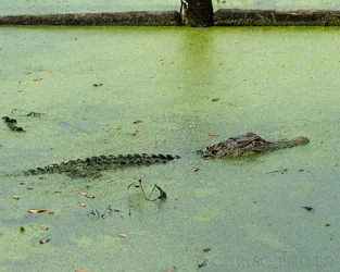 $Gator-Lake-Mama.webp