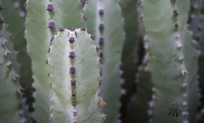 $greenpurplecactuscstamp.webp