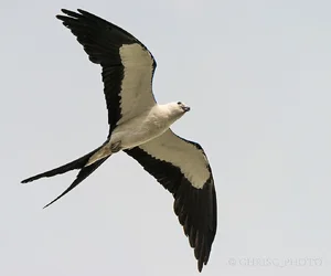 $swallowtail-soar.webp