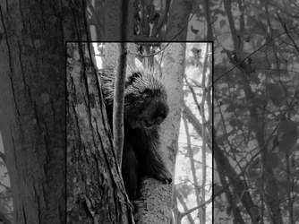 $Porcupine-B&Wlllll.webp