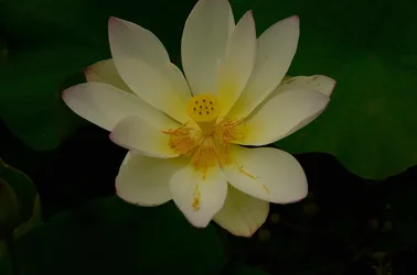 $Lotus-3.webp