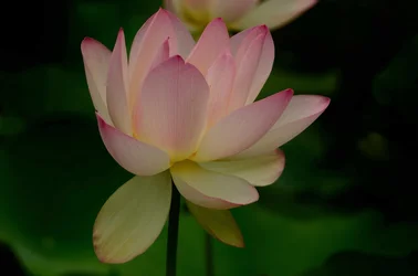 $Lotus-6.webp