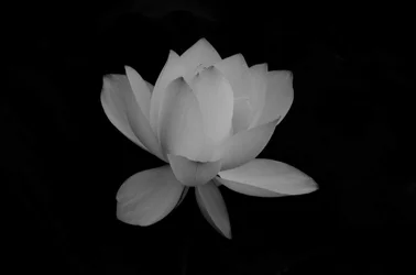 $Lotus-7BW.webp