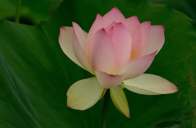 $Lotus-8.webp