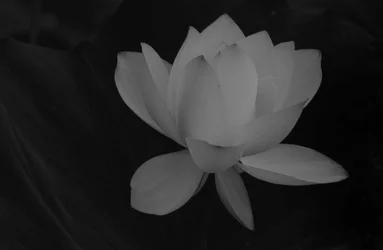 $Lotus-8BW.webp