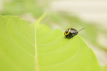 $Lady Bug copy.webp