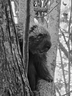 $porcupineb&h2.webp