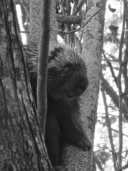 $porcupineb&h3.webp