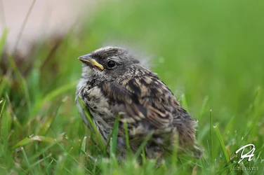 $Birdy2.webp