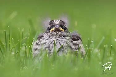 $Birdy1.webp