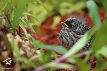 $Birdy3.webp