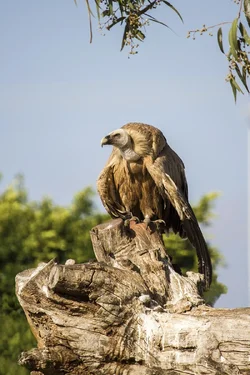 $Vulture on a log - small.webp $Vulture on a log - small.webp
