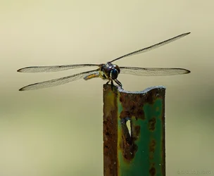 $Wandering-Glider.webp
