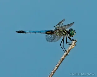 $Another-Freakin-Dragonfly.webp
