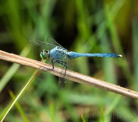 $Blue-Darner.webp