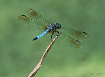 $Blue-Darter.webp