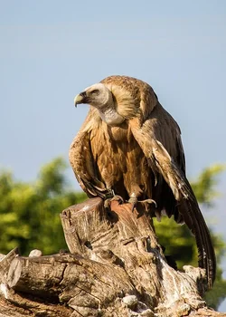 $Vulture on a log - small-1.webp $Vulture on a log - small-1.webp