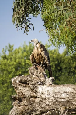 $Vulture on a log framed by trees.webp $Vulture on a log framed by trees.webp