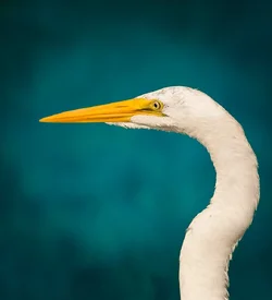 $le-Egret-Bleu.webp