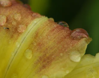 $Daylily drops.webp