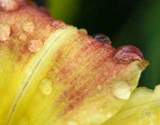 $daylily.webp