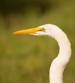 $sooc-egret-portrait.webp