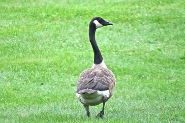 $Gooseonacloudyday.webp