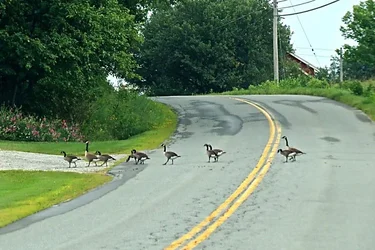 $Geese1.webp