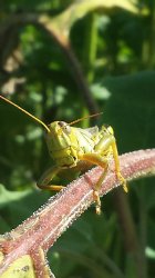 $Hello Grasshopper.jpg