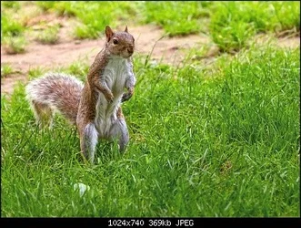 $squirrel.webp $squirrel.webp