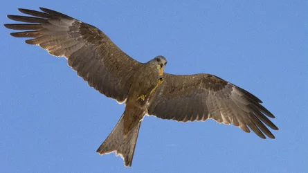 $Eagles like chips for web.webp $Eagles like chips for web.webp