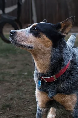 $DSC_0512dogllll.webp $DSC_0512dogllll.webp