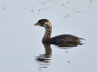$Young Pie-Billed Grebe.webp $Young Pie-Billed Grebe.webp