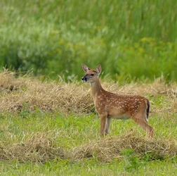 $Fawn3.webp
