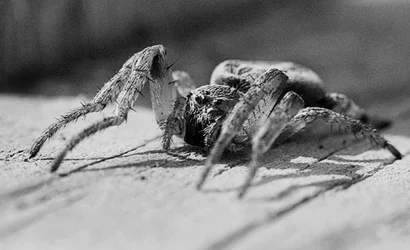 $spider.webp