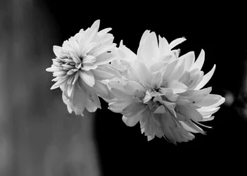 $_DSC5818-Edit.webp