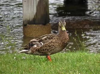 $Duck1.webp