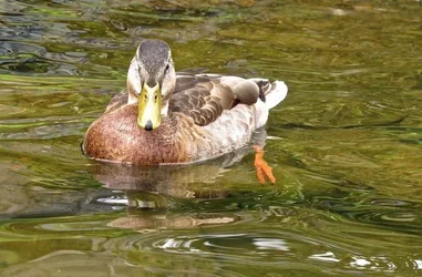 $duck6.webp