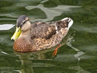 $Duck7.webp