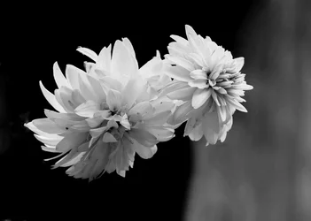 $_DSC5818-Edit.webp $_DSC5818-Edit.webp