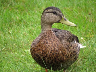 $duck10.webp
