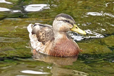 $duck4.webp