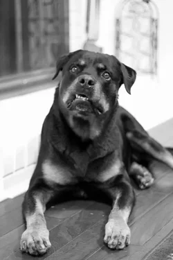 $RomanSnaggletooth.webp $RomanSnaggletooth.webp