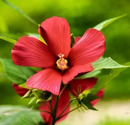$hibiscus.webp